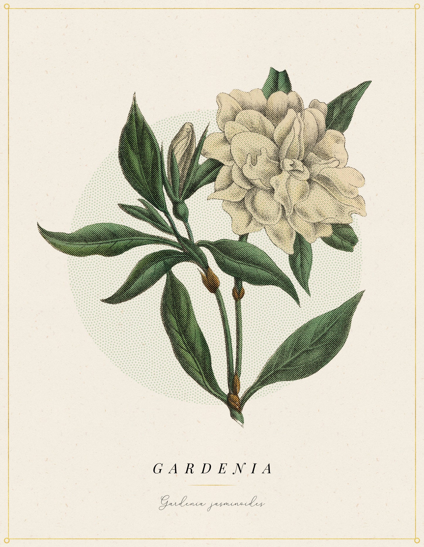 Flower Poster 1