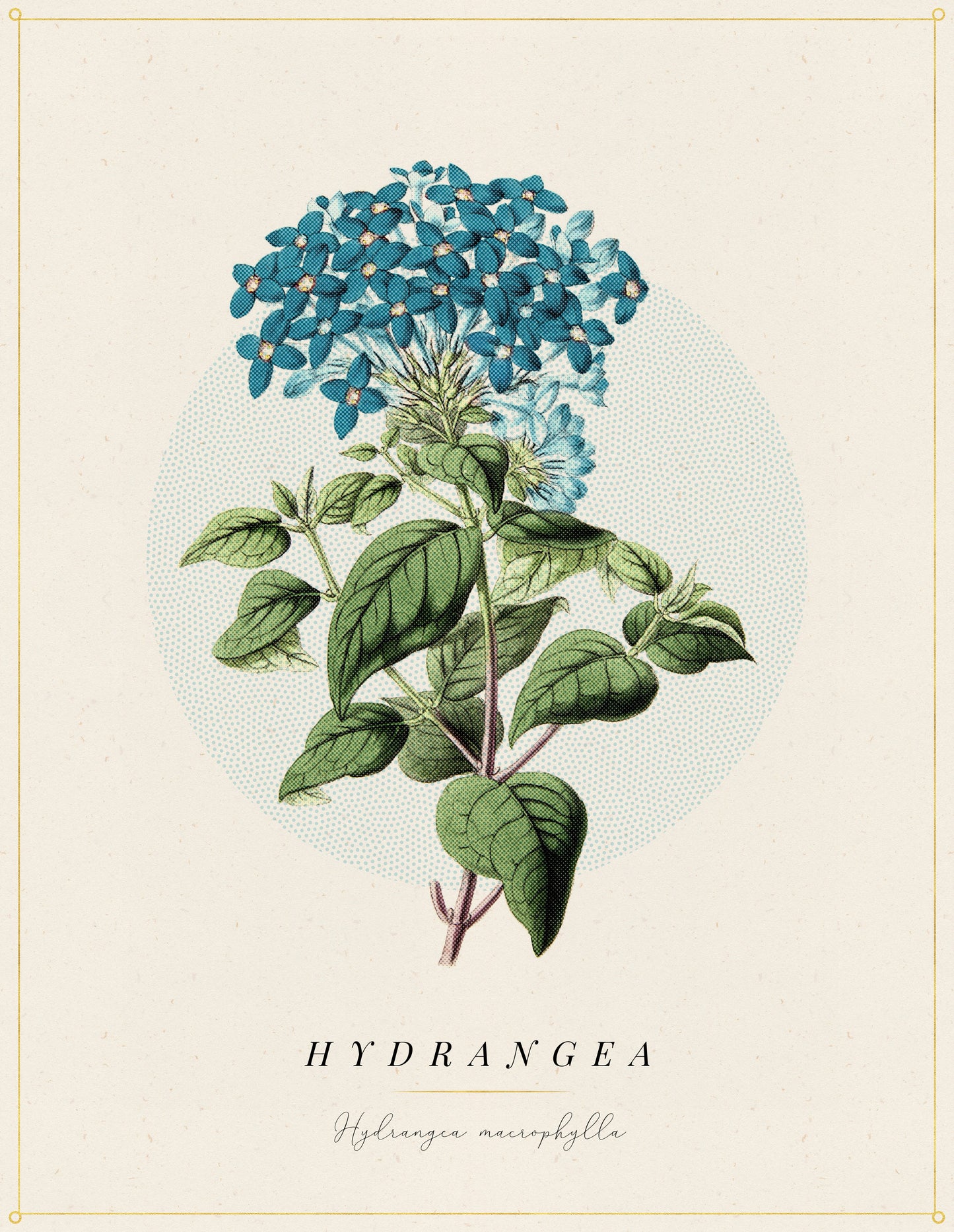 Flower Poster 1