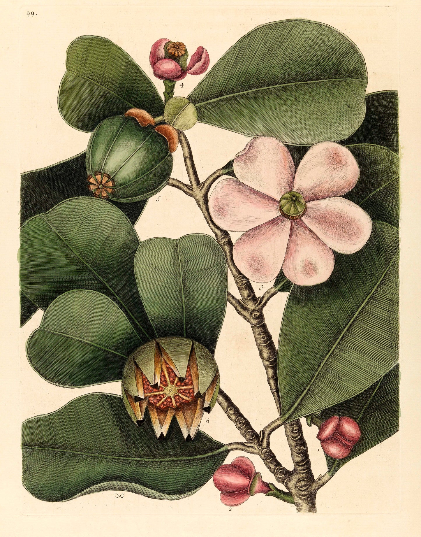 Flower Posters 3