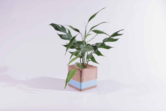 Buba — Wooden Planter Box