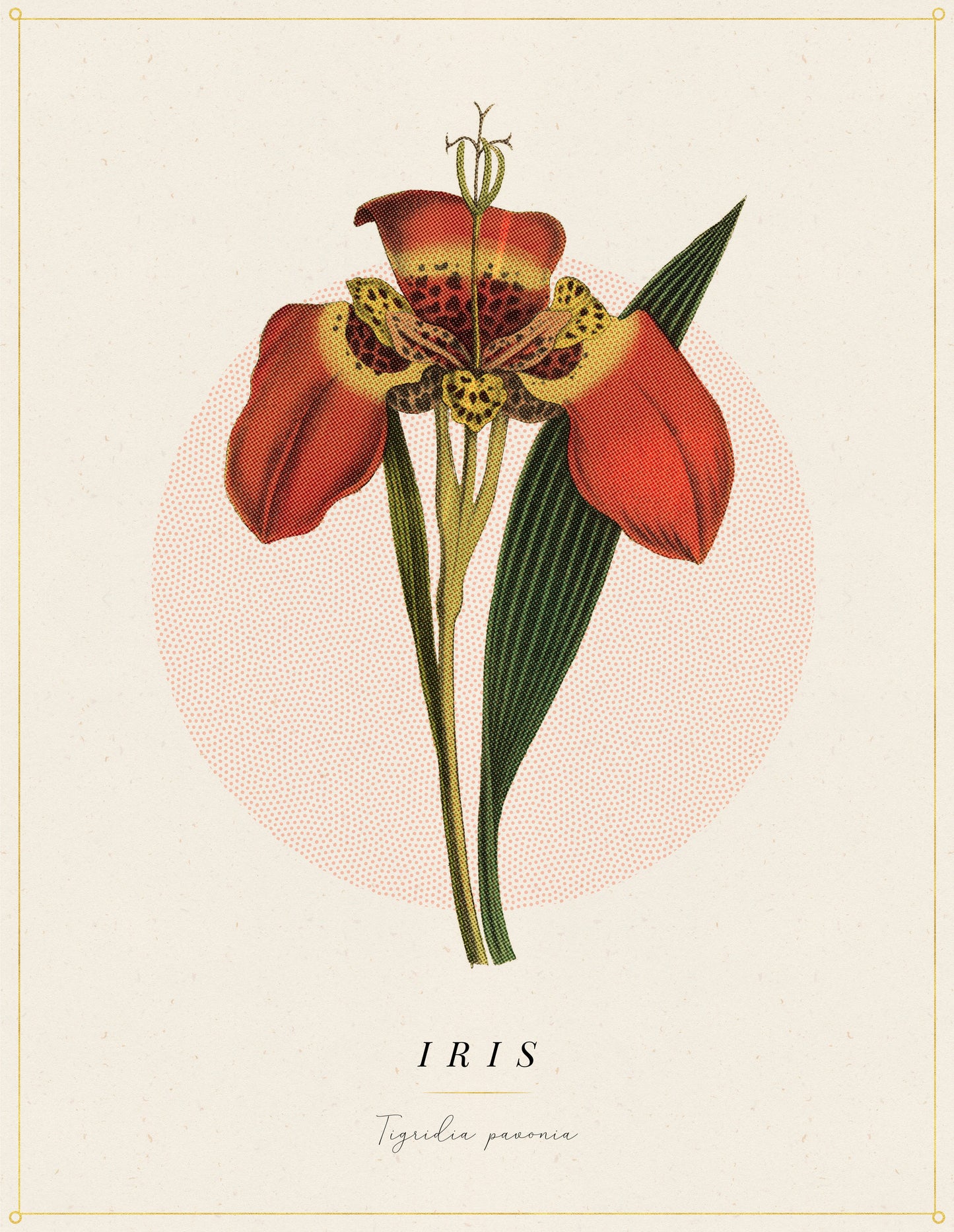 Flower Poster 1