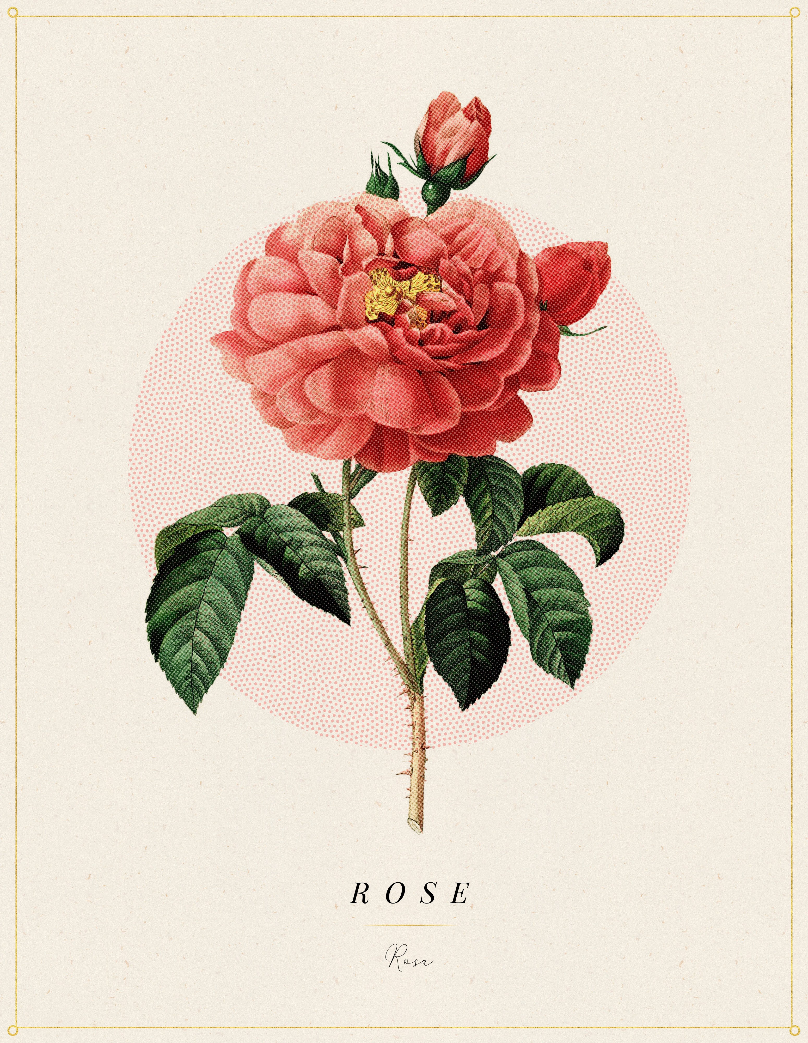 Flower Poster 1