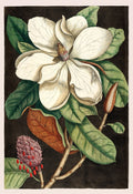 Flower Posters 3