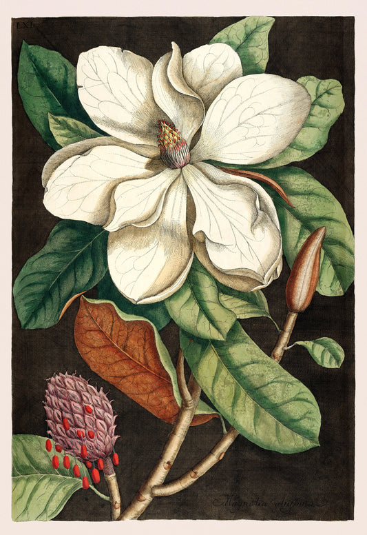 Flower Posters 3
