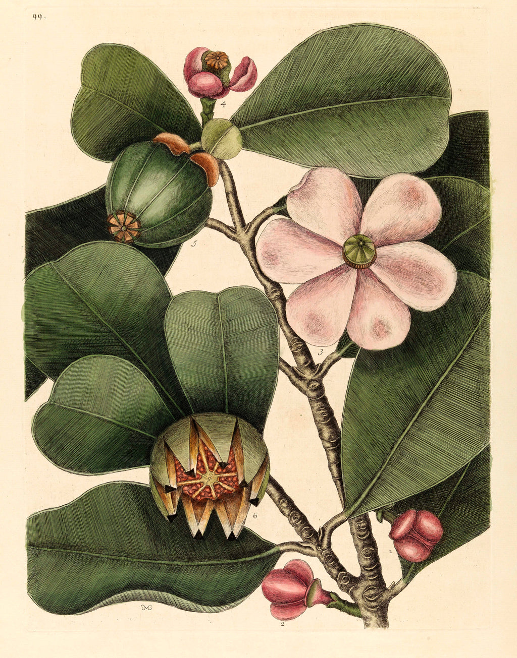 Flower Posters 3