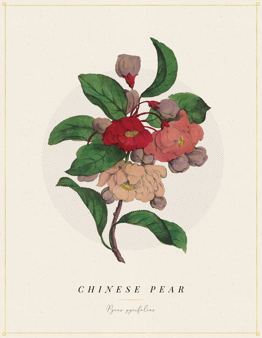 Flower Poster 1